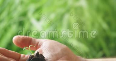 拯救绿色星球的概念.. 植物保护。 手握一株绿植幼苗..